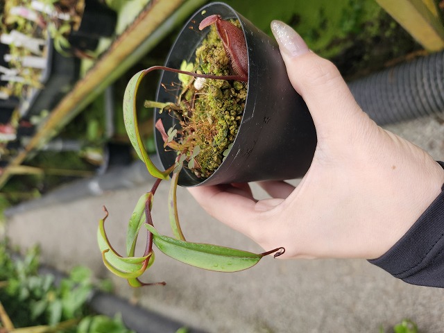 E597 1-3 N. tentaculata Mt. Kinabalu | Y's Exotics （山田食