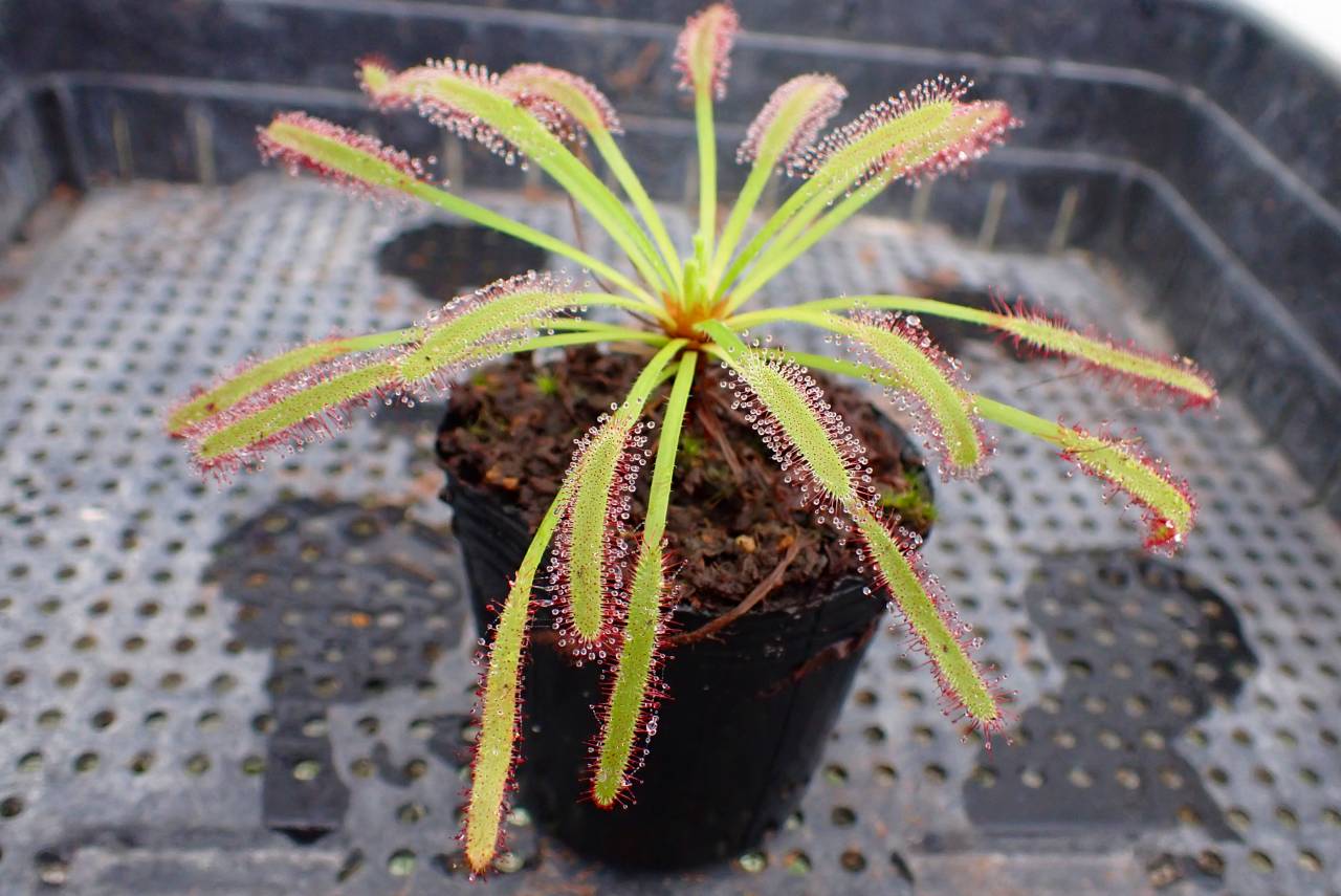 G711 4-1 D. capensis | Y's Exotics （山田食虫植物農園）