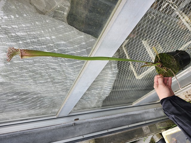 rokochan さま　2苗 G918 1H S. leucophylla `Tarnok' x `ISE Rose LRo2' - Y's Exotics