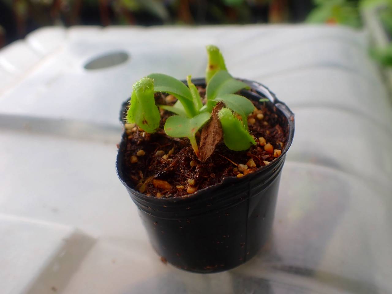 P984 5-1 N. truncata 広島実生系 Y's | Y's Exotics （山田食虫