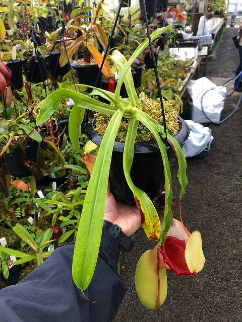 G43-13 N. ventricosa Quezon (No, 34) | Y's Exotics （山田食