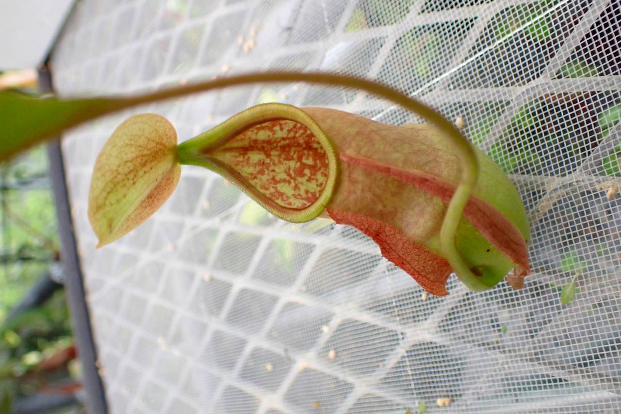 豪州の大型種ムネアカセンチ、Bolboleaus truncatus　特大 yamasanae: ムネアカセンチコガネ