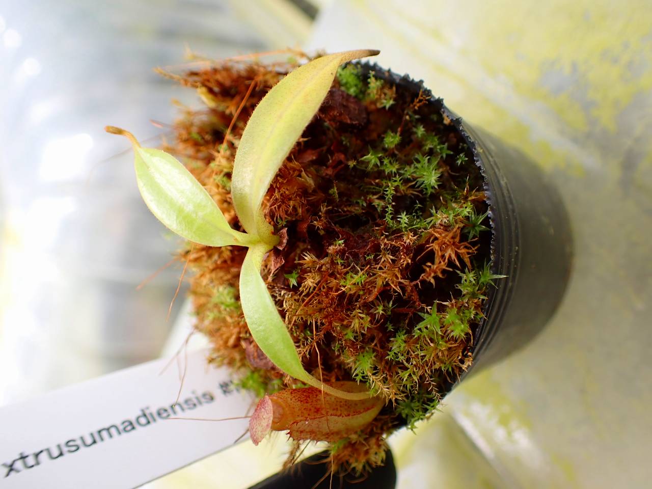 O172 1-4 N. jaquelineae x xtrusumadiensis #NNN - Y's Exotics