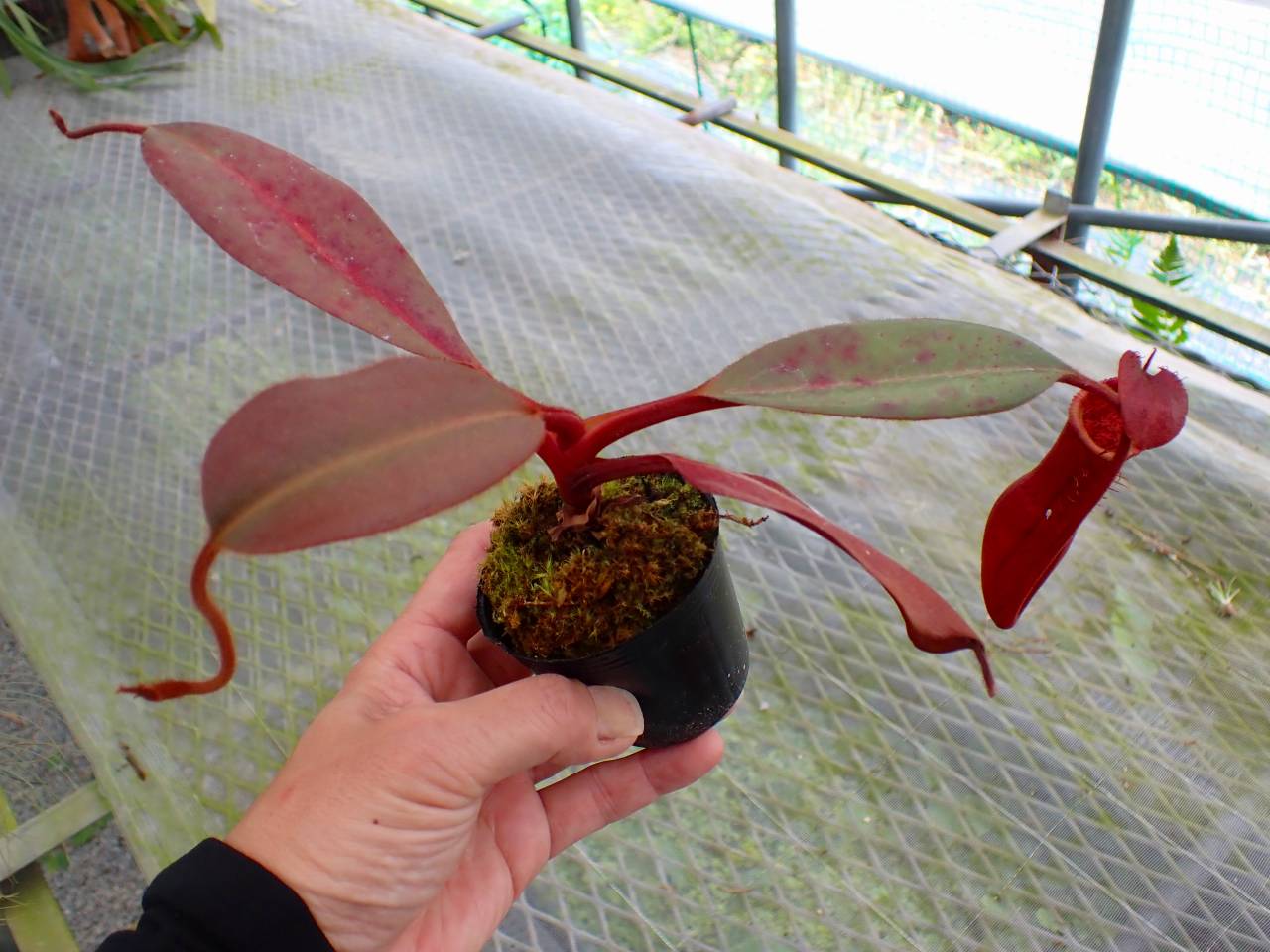 Y814 3-1 N. (truncata x peltata Y's) x edwardsiana #NNN - Y's