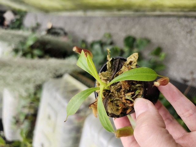 植物 J552 1-4 N. lowii x macrophylla #NNN - Y's Exotics （山田食虫植物