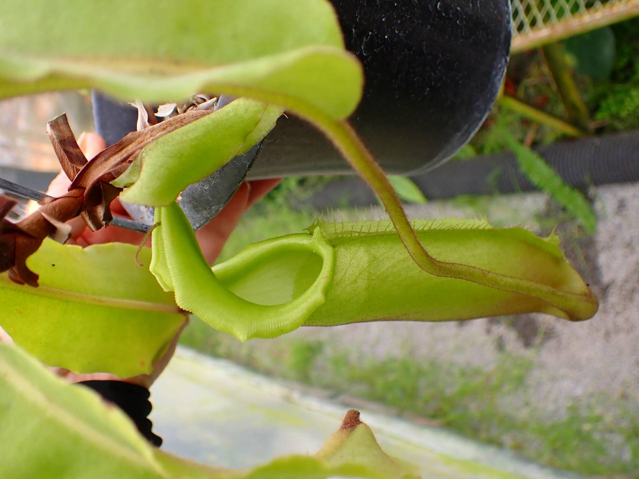 E579 1-1 N. maxima wavy stem x maxima (d) Sulawesi green Y's - Y's