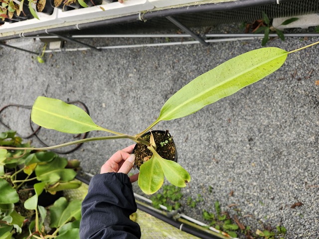 G914 5-3 N. rafflesiana (マレーシア産) ♀ S-11 - Y's Exotics