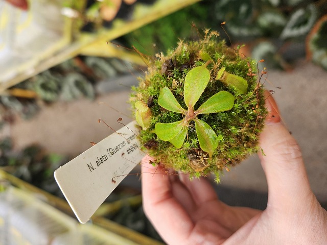 R189 1-3 N. alata (Quezon green) x ephippiata #NNN - Y's Exotics