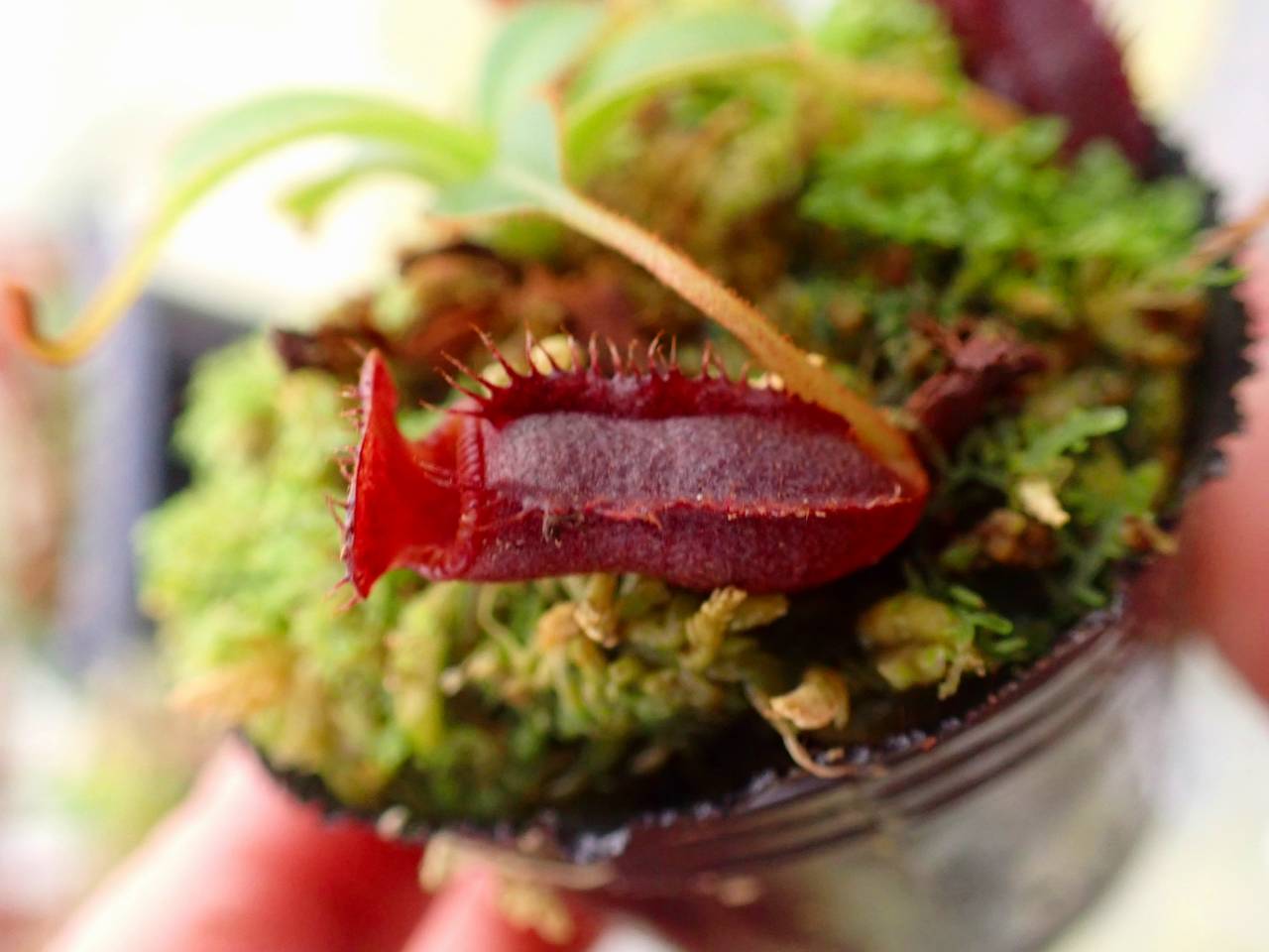 Y974 1-3 N. xkinabaluensis x lowii - Y's Exotics （山田食虫植物農園）