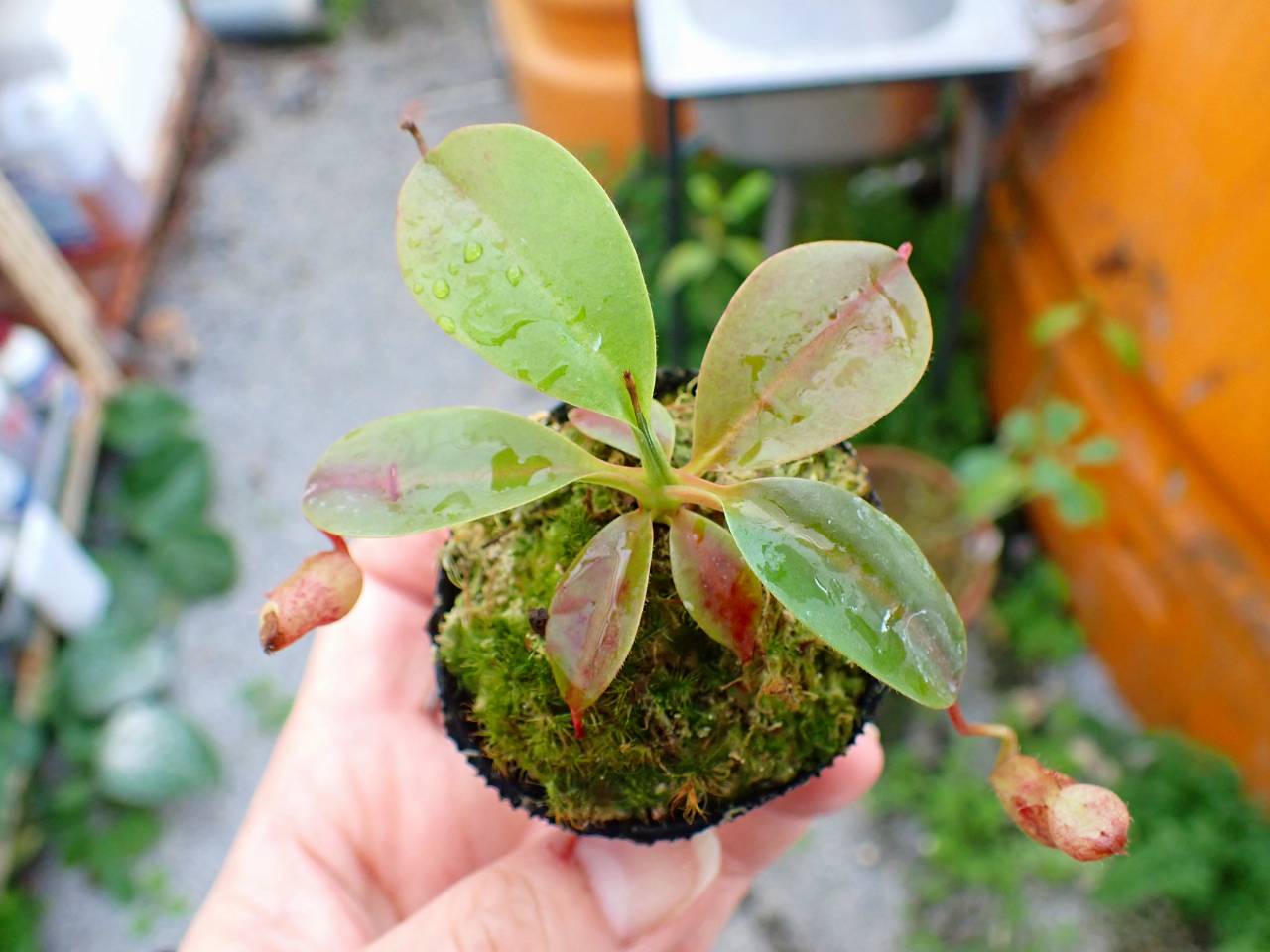 P965 1-2 #BBB N. (maxima x campanulata) x rajah #NNN - Y's Exotics