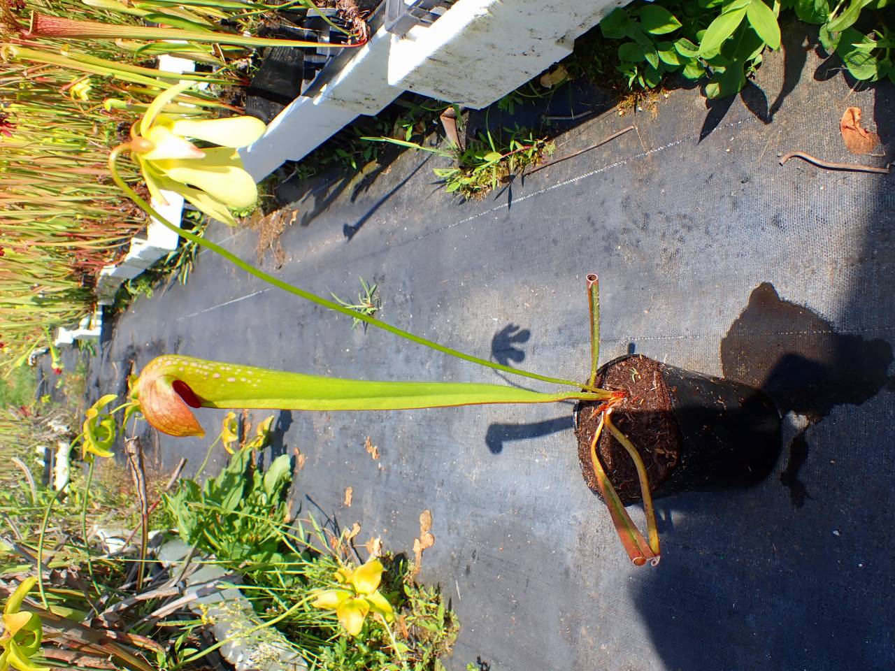 G184 S. minor var. okefenokeensis Red Eyes. seedgrown, CK - Y's