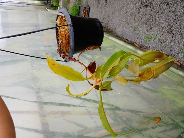 モンクロベニカミキリ　3ペア モンクロベニカミキリ
