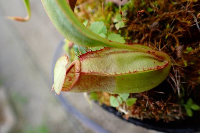 R599 4-2 #BBB N. viking x tenax | Y's Exotics （山田食虫植物