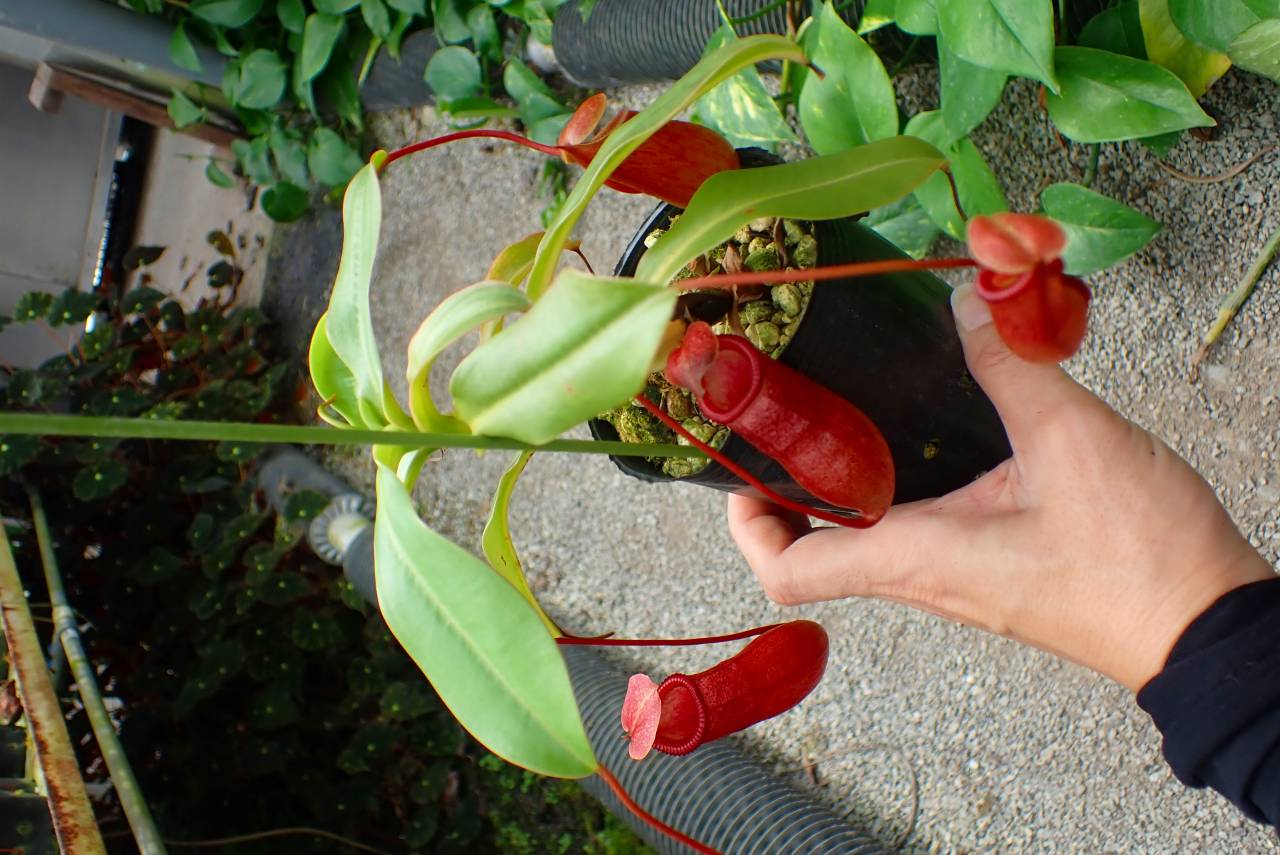 G903 1-4 N. (ventricosa x sibuyanensis-giant) x Sabre `Dark