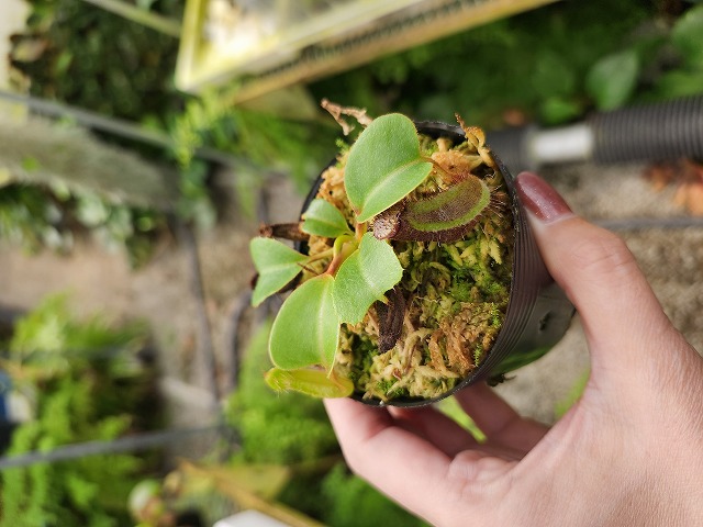 R634 1-4 N. nebularm sibcross Y's - Y's Exotics （山田食虫植物農園）