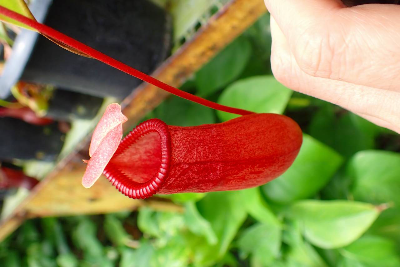 ネペンテス・ダイデリアーナ（黒） ネペンテス・ダイエリアナ (Nepenthes cv. Dyeriana)