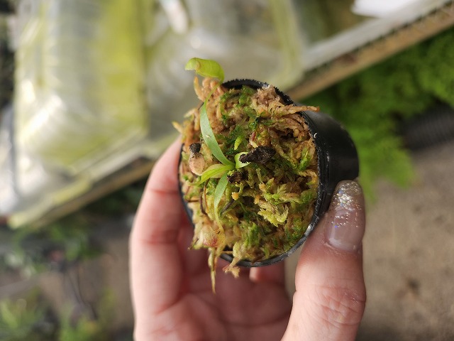 Y313 1-4 N. jaquelineae x macrophylla #NNN - Y's Exotics （山田食