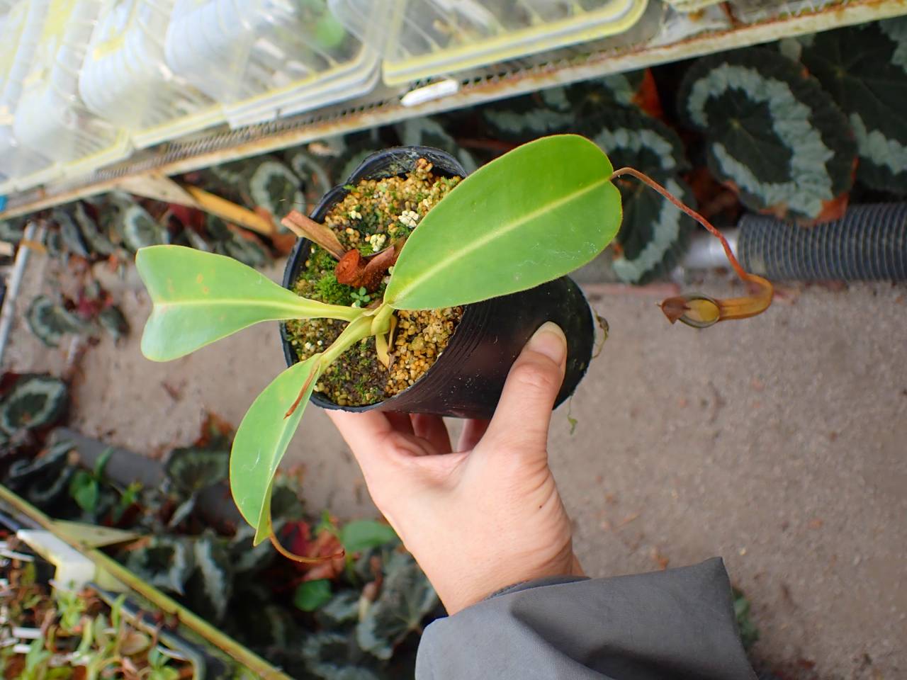 食虫植物　お知らせ用 N. (ventricosa x sibuyanensis)-giant x ovata EP #山田食虫植物農園