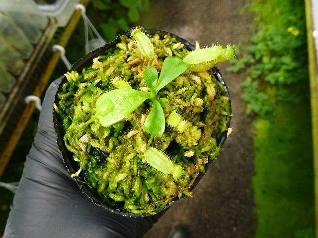 G72 1-4 N. peltata f. yellow phantom `Yamada' x lowii Ranau