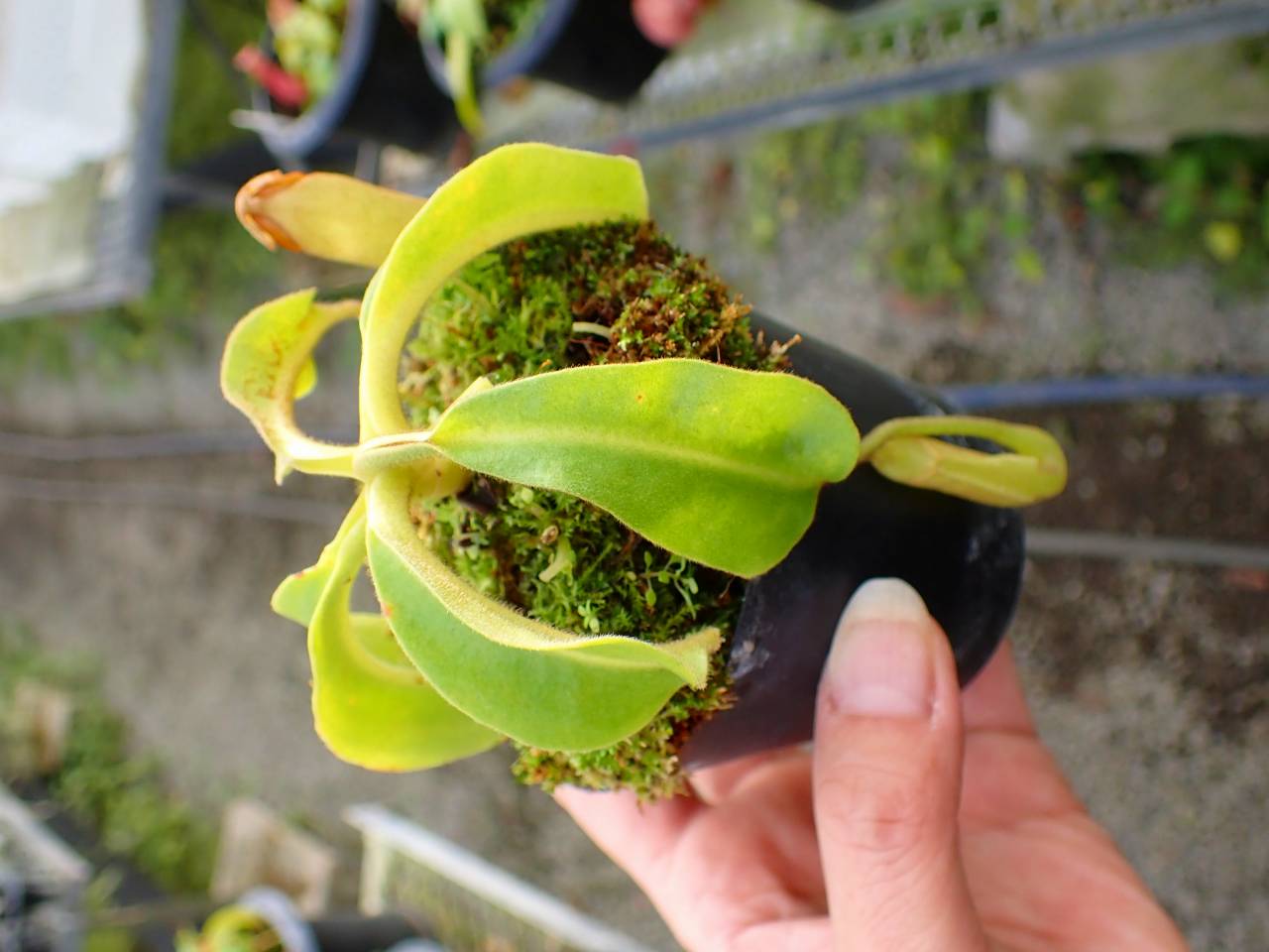 G890 4-1 N. maxima wavy stem x maxima (d) Sulawesi green Y's - Y's