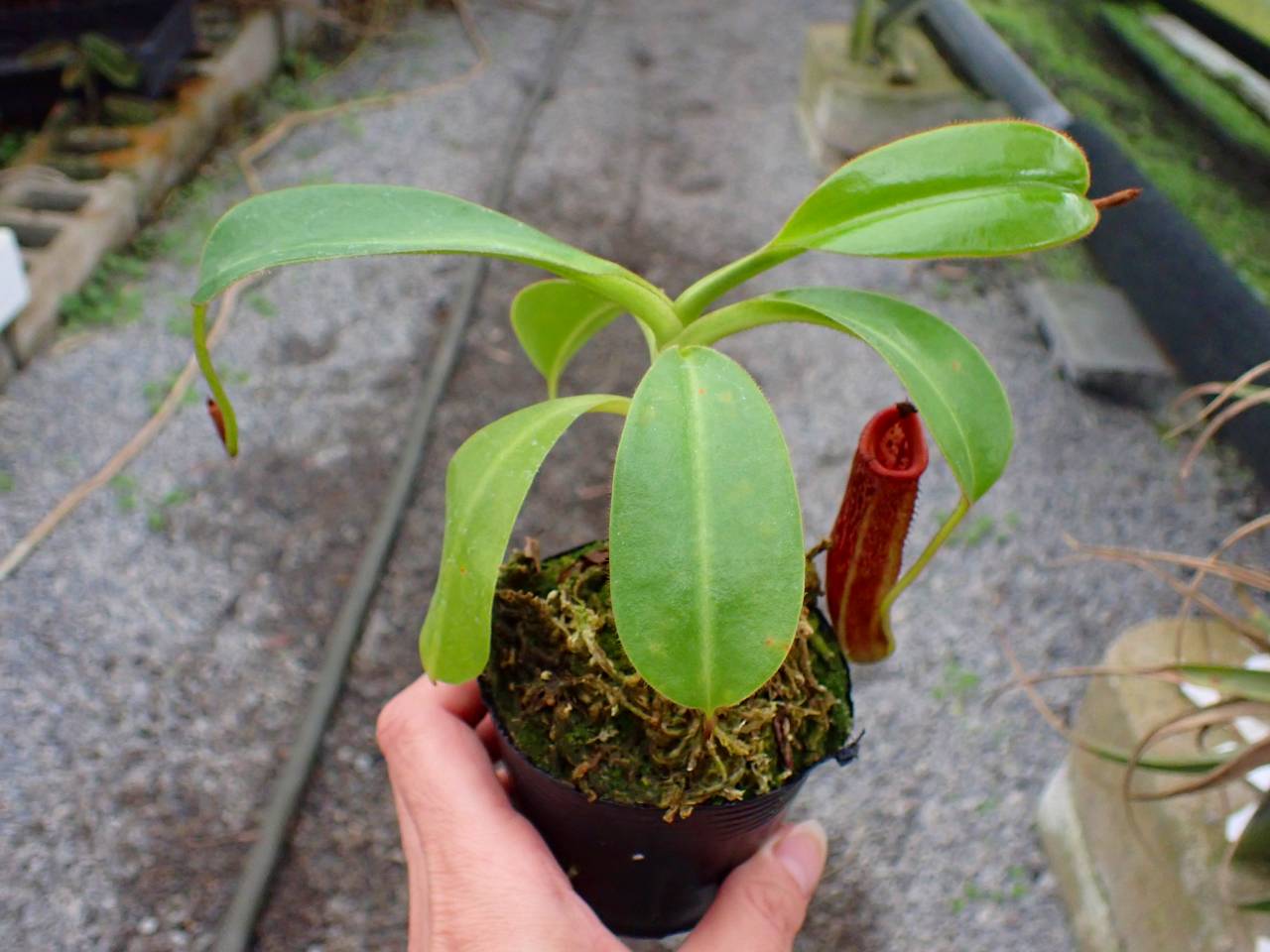 Y674 3-1 N. maxima x xharryana Tambuyukon #NNN - Y's Exotics