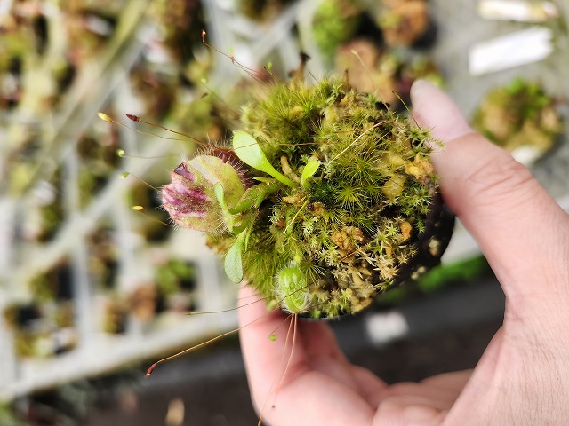 その他観葉植物 Cephalotus follicularis Ebisu Cephalotus follicularis Ebisu