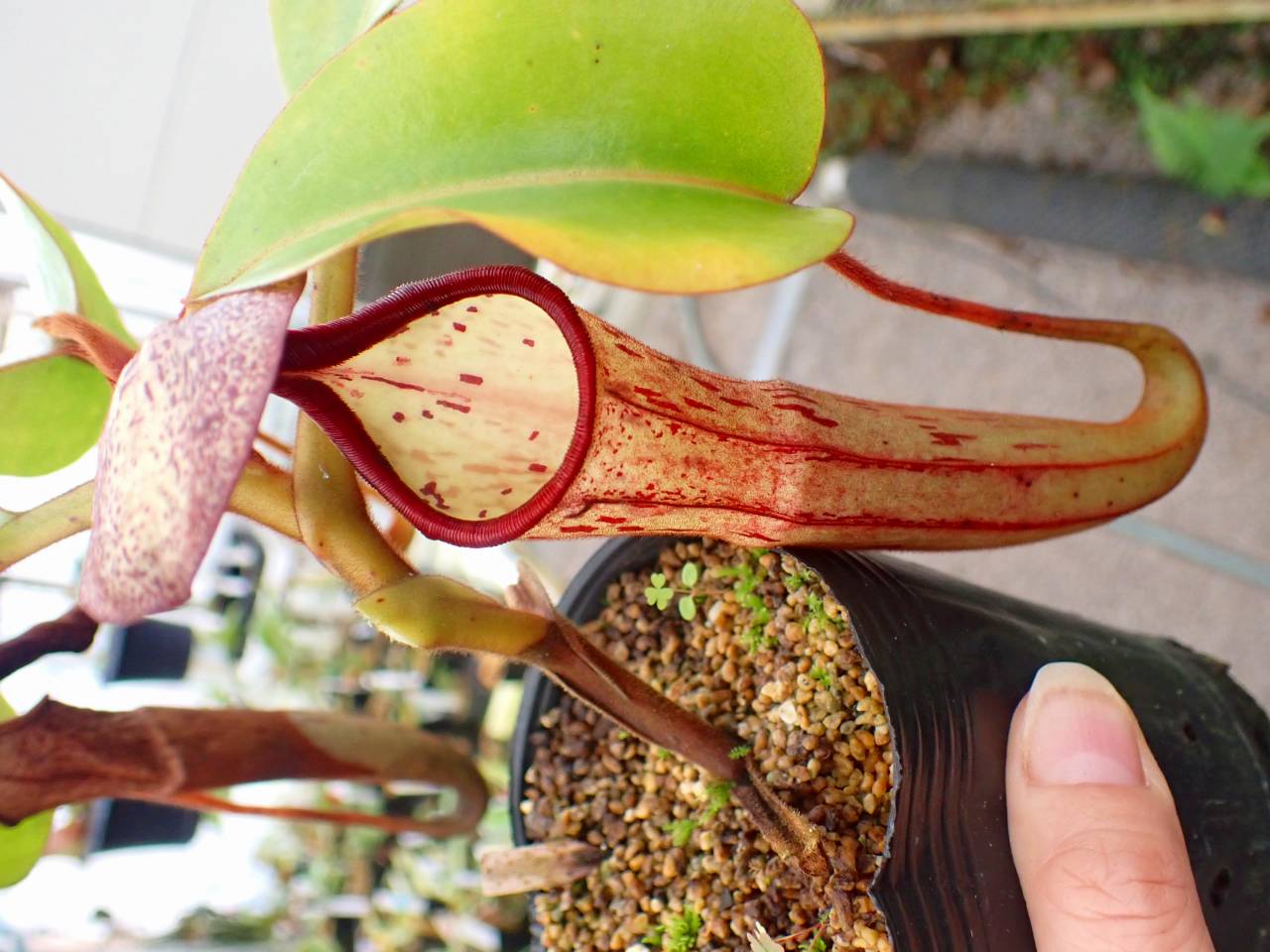 11/30まで　ウツボカズラ　N.トラスマディエンシス　食虫植物 楽天市場】希少品種 観葉植物 食虫植物：ウツボカズラ ネペンテス