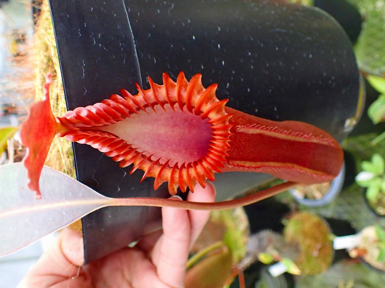 G206 1-3 N. edwardsiana (Marai Parai) - Y's Exotics （山田食虫植物