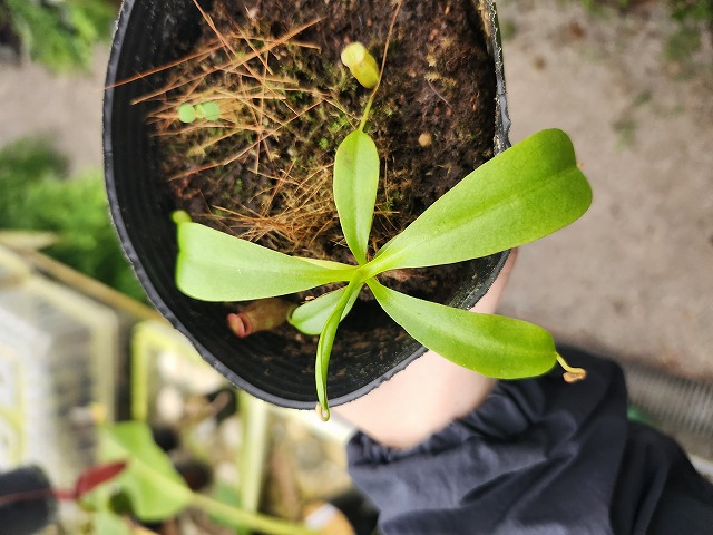 R303 1-3 N. jaquelineae x villosa Kinabalu #NNN - Y's Exotics