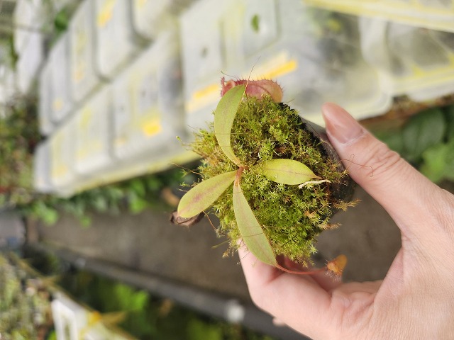 G571 1-4 N. peltata `Yellow Phnatom' x tenuis #NNN - Y's Exotics