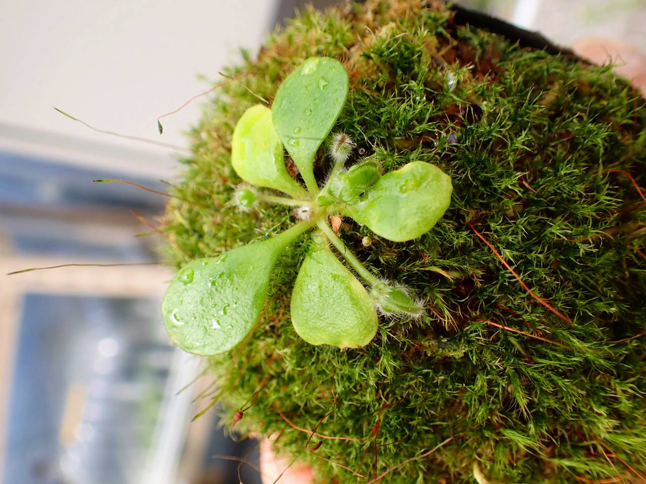 E144 1-2 Cephalotus follicularis black pitcher clone (Botanical