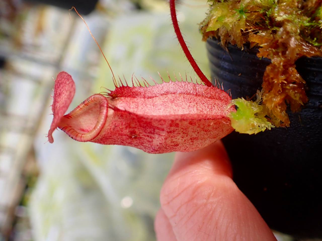 食虫植物N. rajah x macrophylla #NNN 食虫植物N. rajah x macrophylla