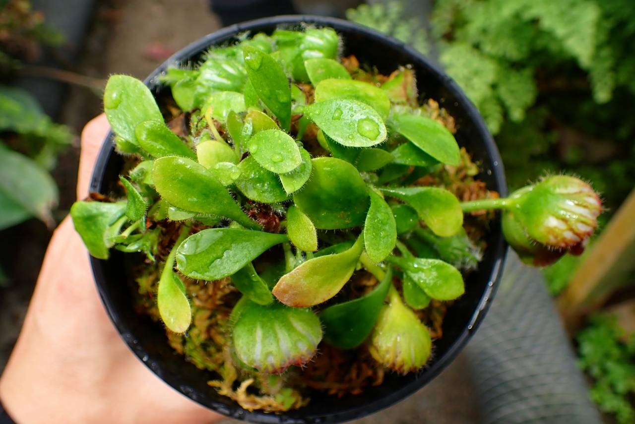 R249 1-3 Cephalotus follicularis `German Giant' C.C - Y's Exotics