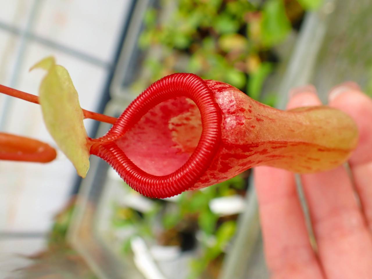 食虫植物N. edwardsiana x ventricosa red Y824 5-1 N. ventricosa red AW - Y's Exotics （山田食虫植物農園）