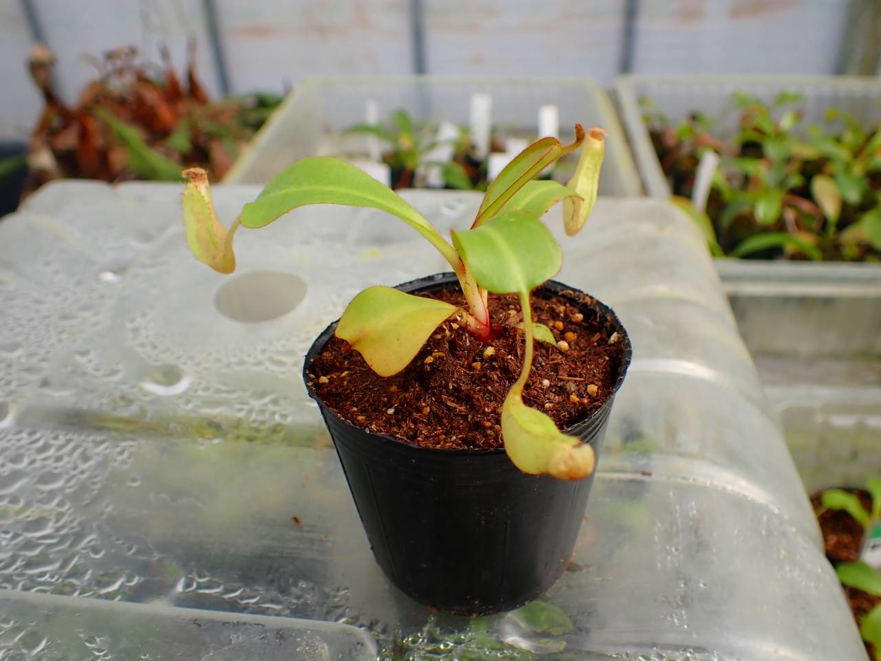 P125 5-1 [YA-170] N. clipeata Nep Gardner Y's Lab - Y's Exotics