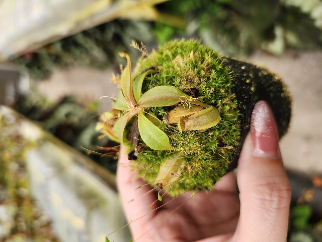 Microcyphus Rousseaui ウニ 殻 エジプト産 キリコウニ | UNI CLUB