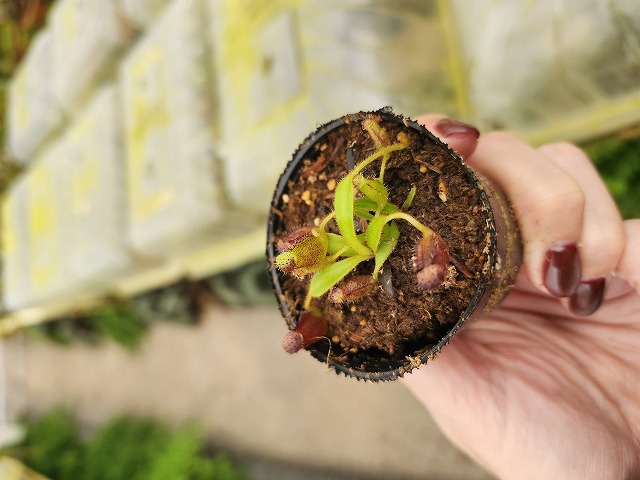 P715 1-2 [YA-2] N. lowii MUlu Y's Lab - Y's Exotics （山田食虫植物