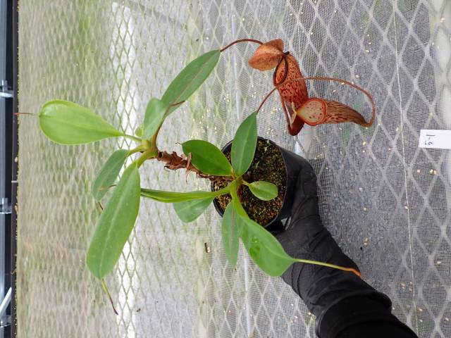 Y426 5-3 N. (sumatrana x boschiana) x campanulata konan | Y's