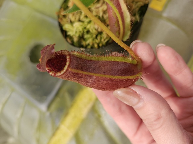 E207 1-4 N. (truncata x peltata) x lowii #NNN - Y's Exotics （山田