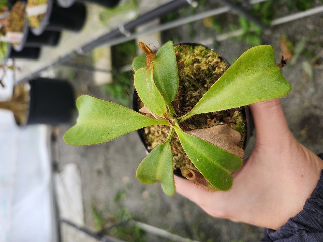 J534 5-1 #BBB N. veitchii H/L (h) EP - Y's Exotics （山田食虫植物