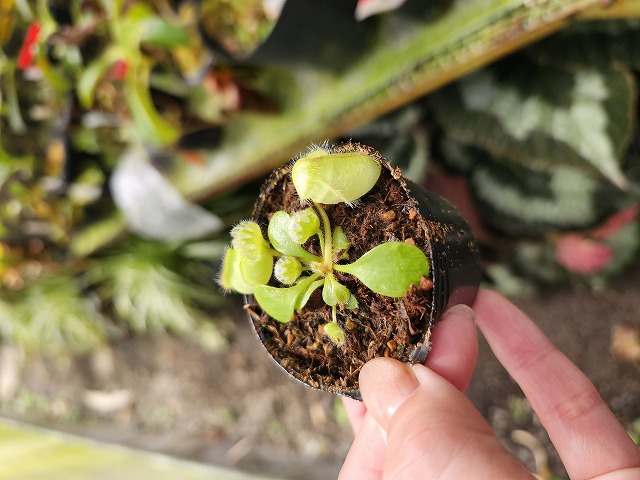 Cephalotus Big Mouth CZP 葉挿し2株 Cephalotus Big Mouth CZP 葉挿し2株 - メルカリ