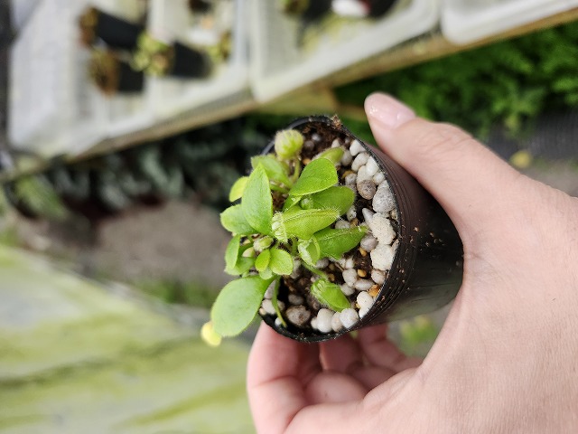 E594 1-1 Cephalotus follicularis `Big Boy' Cedric - Y's Exotics