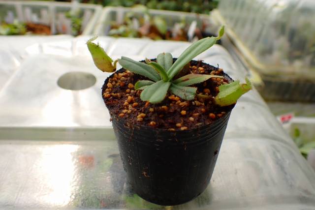 E136 5-1 [YA-29] N. vieillardii mt. Kagnis Giant Y's Lab