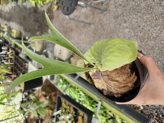 G699 3-2 Platycerium Dawboy THW - Y's Exotics （山田食虫植物農園）