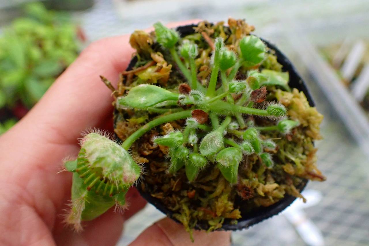 P289 5-1 [YA-30] Cephalotus follicularis Giant Y's Lab | Y's