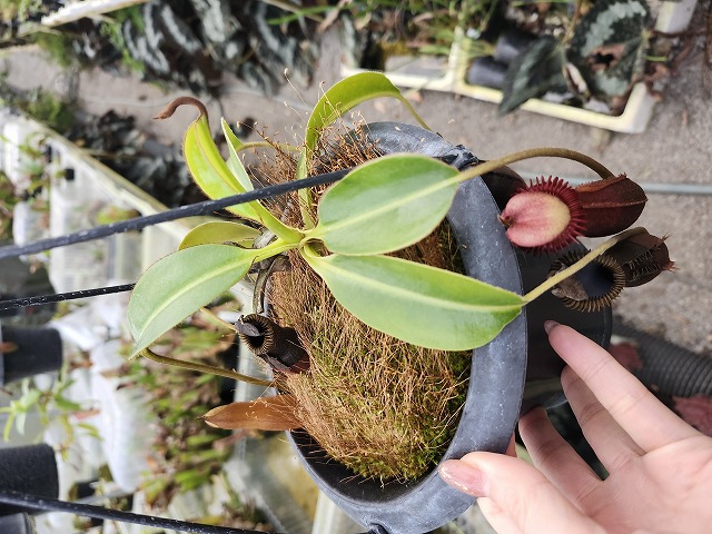 Y016 1-1 N. edwardsiana (red, near Tambuyukon) - Y's Exotics