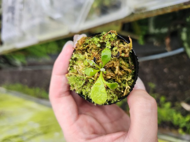 Y685 1-1 Cephalotus follicularis seedling of Hummer's Giant 02 BCP