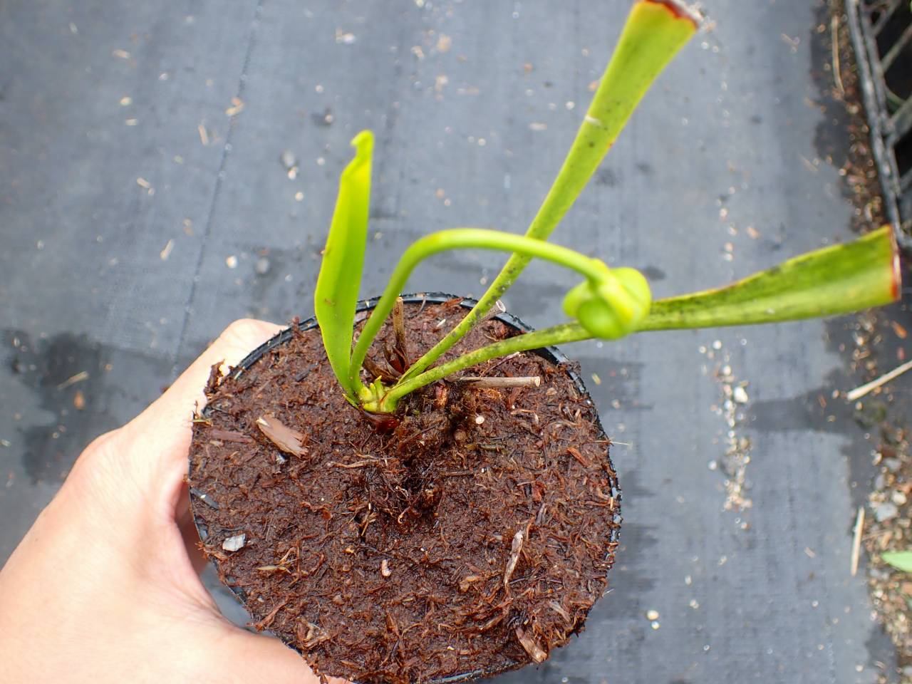 P.actius（1メス、ロシア・クンゲイアラタウ産） R218 #BBB S. minor var. minor f. viridescens, Clone1, MK M 31A