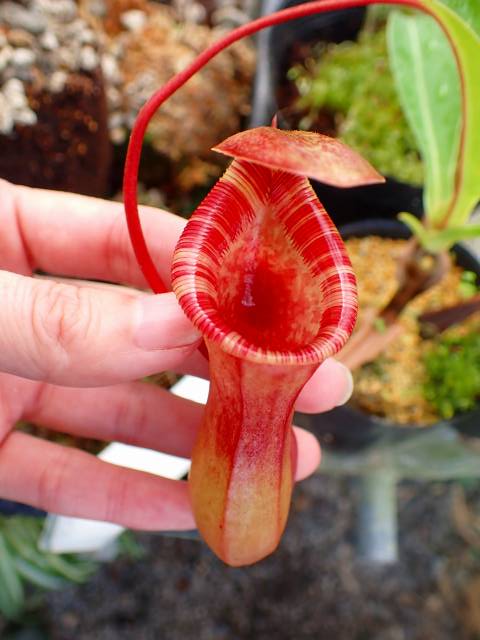 P869 1-2 N. llowii x ventricosa red EP | Y's Exotics （山田食虫