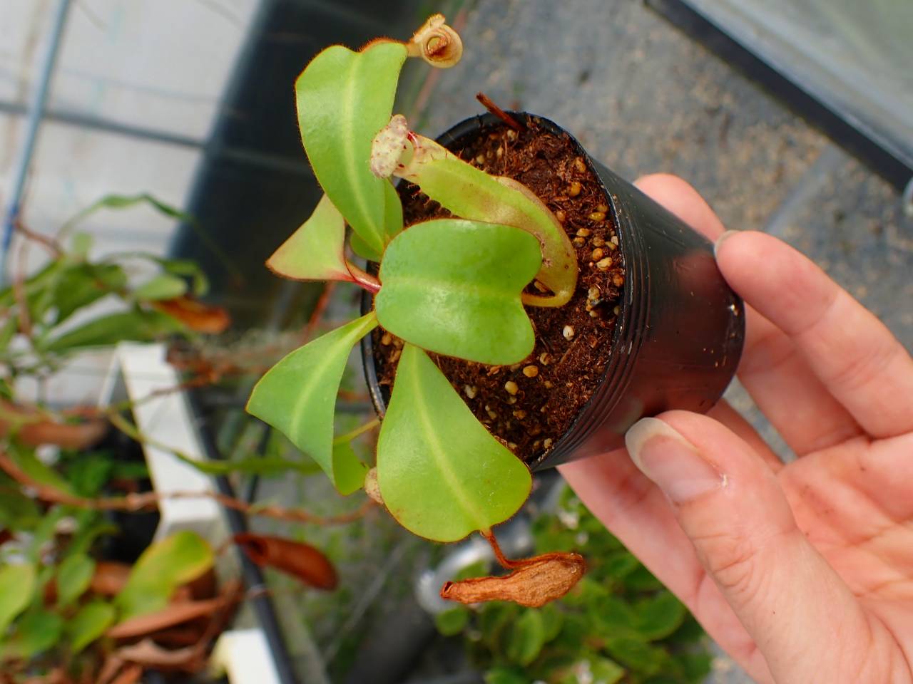 R580 5-1 [YA-170] N. clipeata Nep Garadner Y's Lab - Y's Exotics